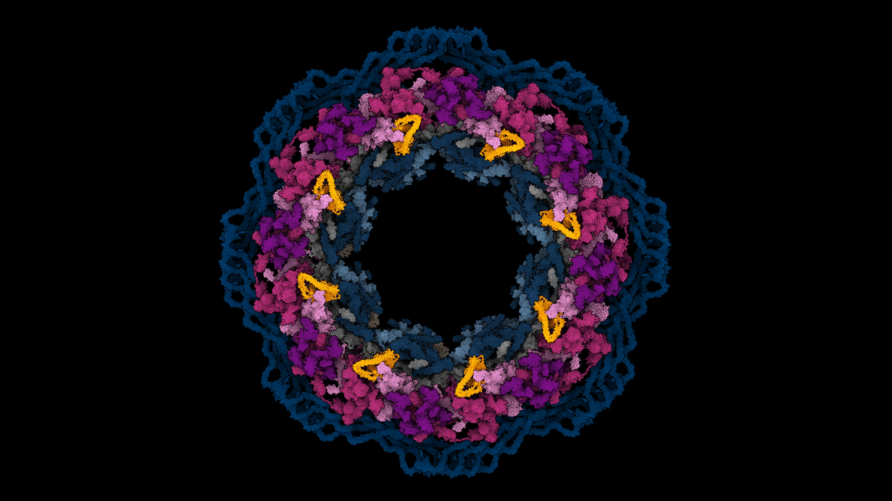 Top view of a Alphafold and cyro-EM model of the human nuclear pore complex shifting between constricted and dilated states