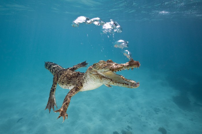 Saltwater Crocodile (Crocodylus porosus) swimming underwater with air bubbles exiting its nose in Queensland, Australia.