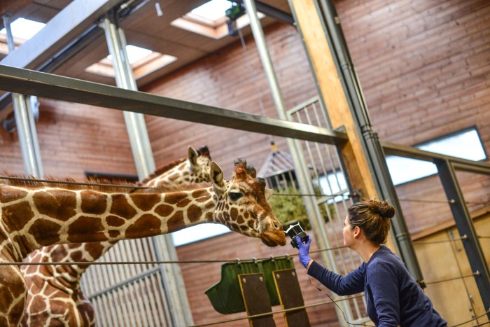 Kristine Bohmann holds a small hand-held device up to the muzzle of a giraffe in a zoo enclosure