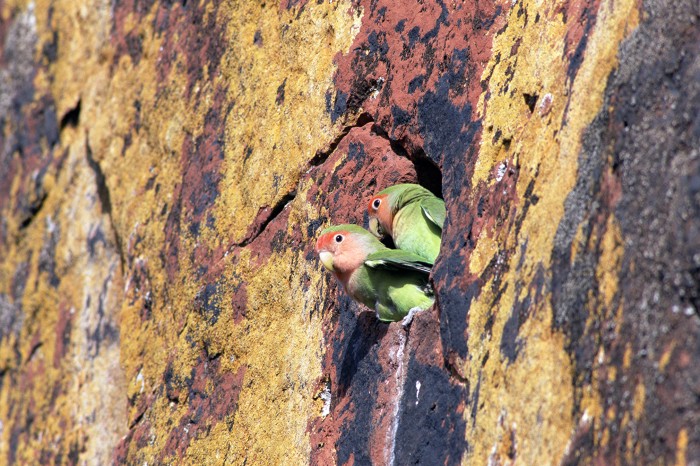 Peach-faced Lovebird (Agapornis roseicollis) pair mating in nest hole in rock cliff, Waterberg Plateau Park, Namibia.