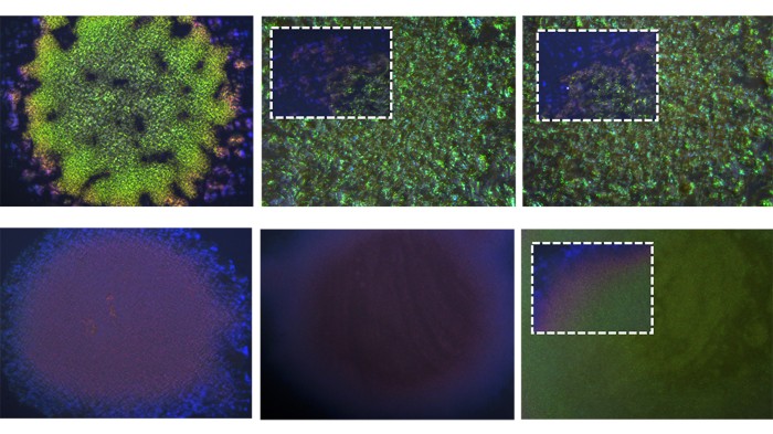 Six panels of images of colour development of IR1 colonies throughout their lifespan under different nutrient conditions.
