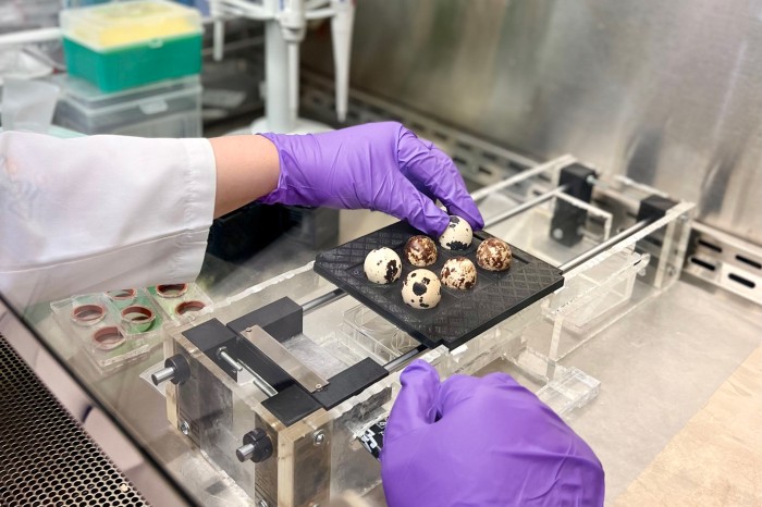 A researcher mounts six quail eggs onto a platform used to break shells and deposit embryos into a multi-well plate