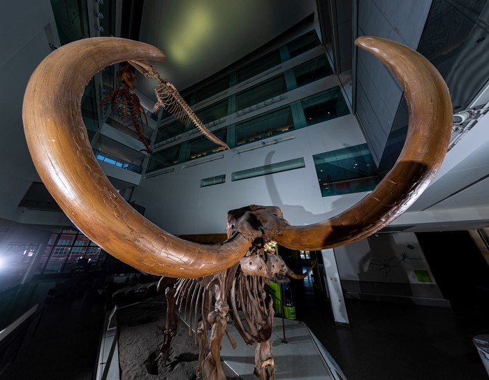 The Buesching mastodon skeleton, based on casts of bones in fiberglass, at the University of Michigan Museum of Natural History.