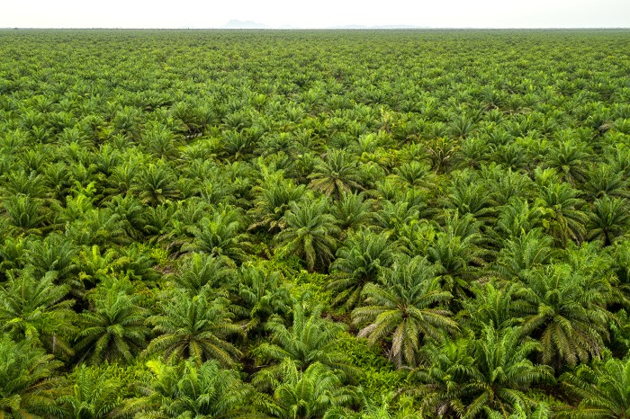 An aerial shot of oil palms stretching to the horizon at a plantation in Simunjan, Sarawak, Malaysia.