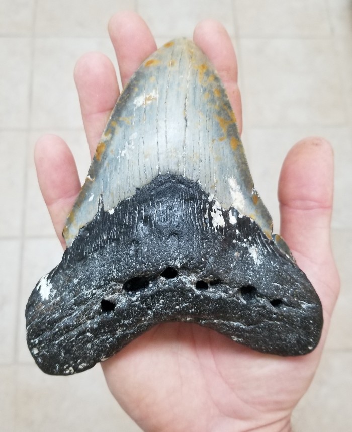Fossil megalodon tooth collected in North Carolina, filling an adult hand as it is very large.
