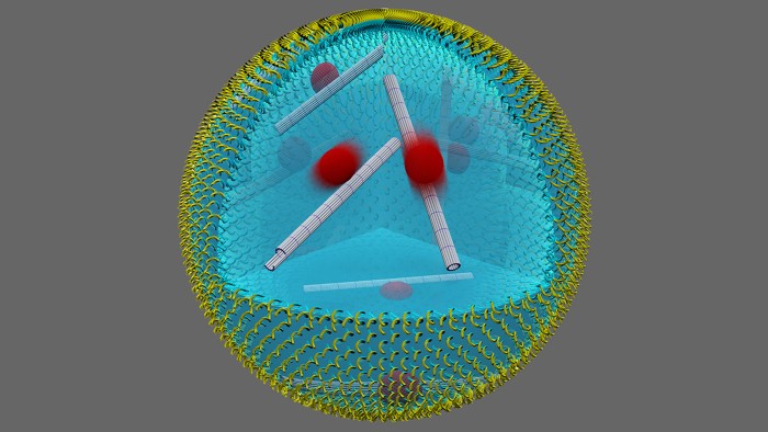 Schematic illustration of a cell-sized microfluidic droplet, containing multi-functional DNA-based filaments.