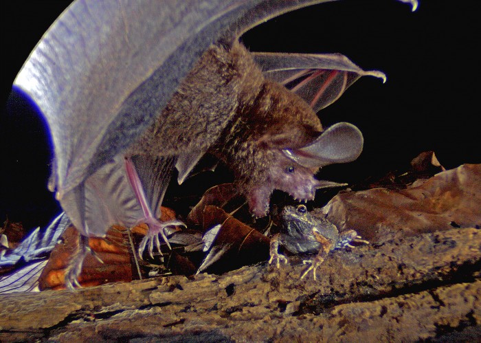 A fringe-lipped bat attacking a frog.