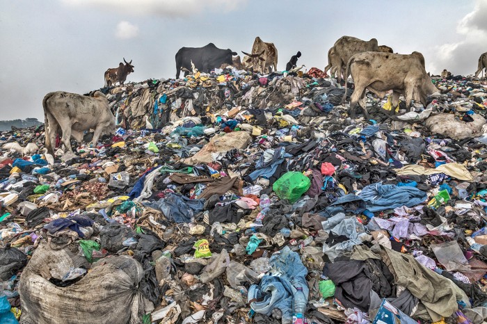 A person walks among cattle that graze on the top of a huge mound of discarded second-hand clothing at a dump near Accra, Ghana.