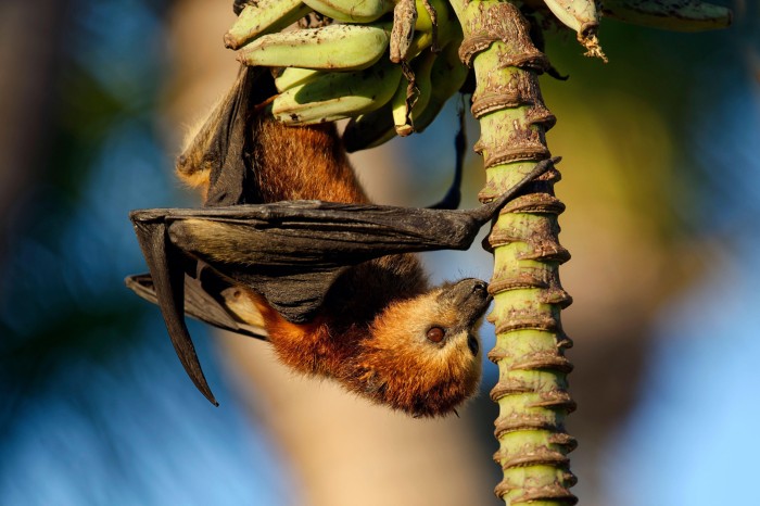 Close-up of a Mauritian flying fox resting upside-down on a banana plant.
