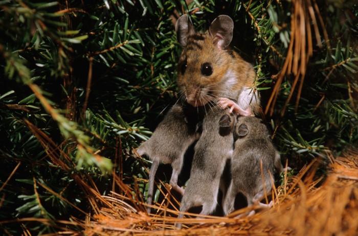 Female adult deer mouse nursing her young