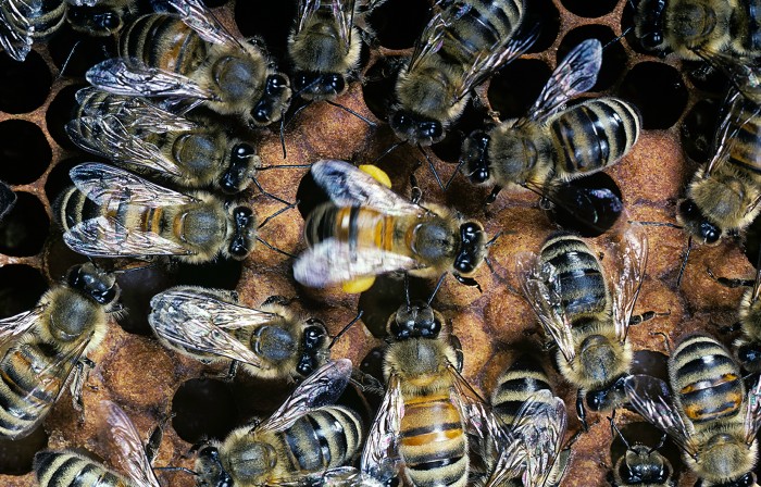 Apis mellifera (honey bee) - waggle dance. Dancer surrounded by others foragers.