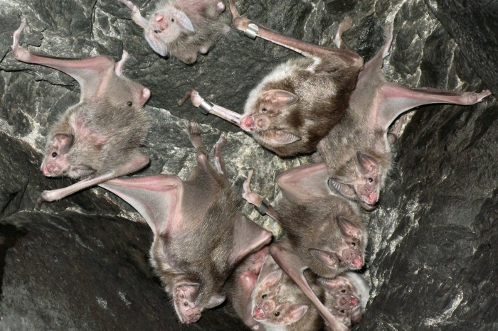 Common vampire bats roosting together
