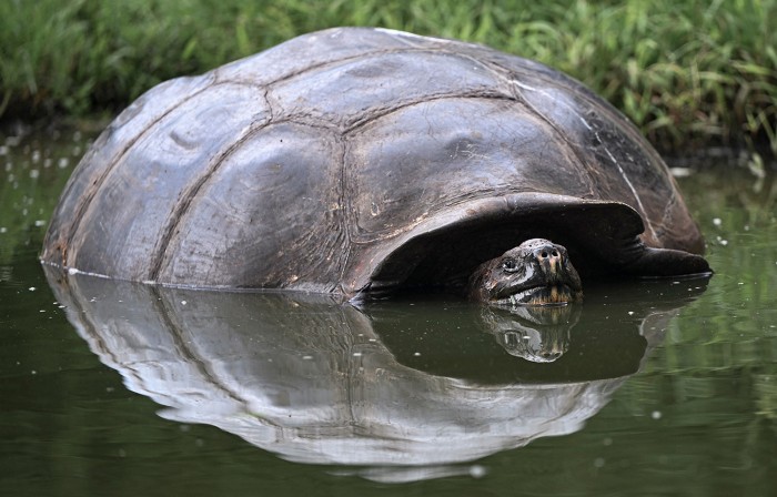 Galapagos giant tortoise partially submerged in water.