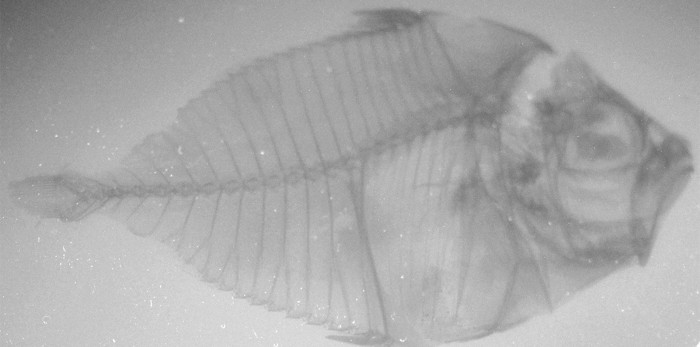 X-ray imaging of a fish with an atomically precise nanocluster glass (NCG) scintillator.