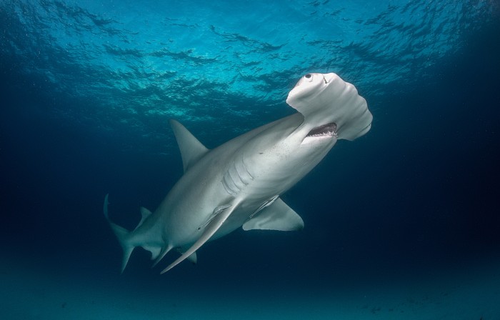 Low angle view of hammerhead shark swimming in the ocean.