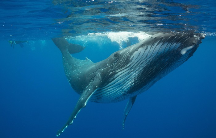Humpback whale, Megaptera novaeangliae, and snorkelers, Vava'u, Kingdom of Tonga, South Pacific, MR 497.