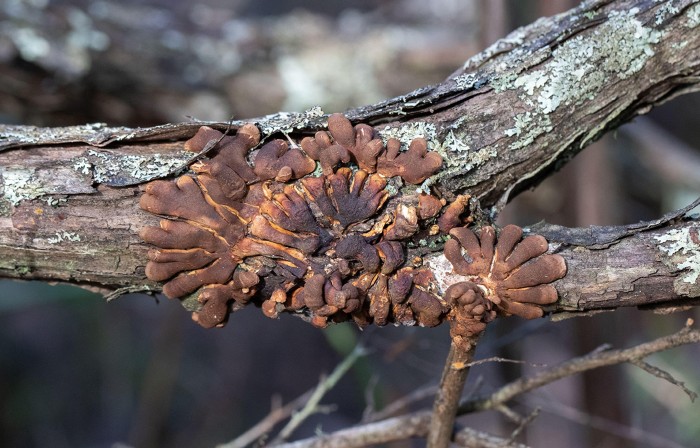 Tea-tree fingers fungus. Once of Australia's rarest fungi. Critically endangered.
