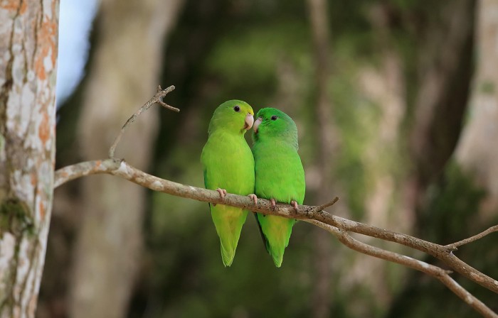 A pair of green-rumped parrotlets (Forpus passerinus).