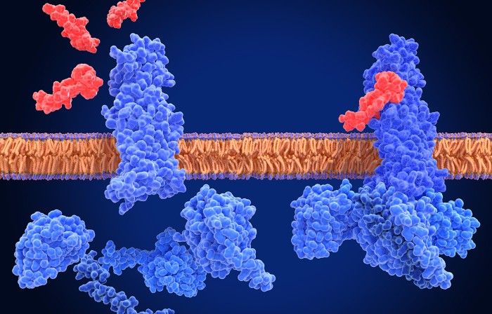 Computer rendering of three large blue proteins, two embedded in a cell membrane and one of those bound to one of three small red molecules.