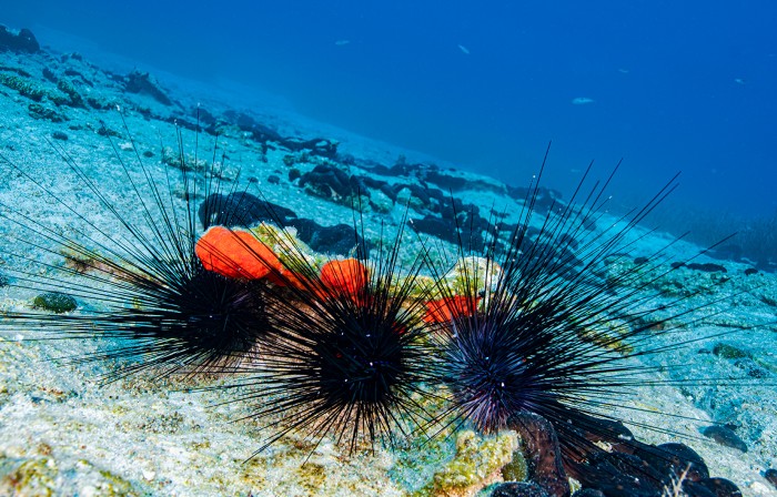 Diadema setosum. Three migratory sea urchins at the bottom of the Red Sea in Turkish seas.