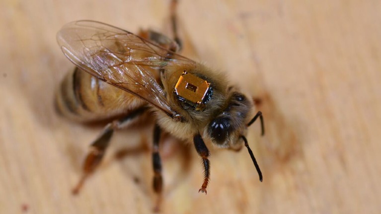 A worker honeybee has been fitted with a chip on its back so researchers can record its range of motion.
