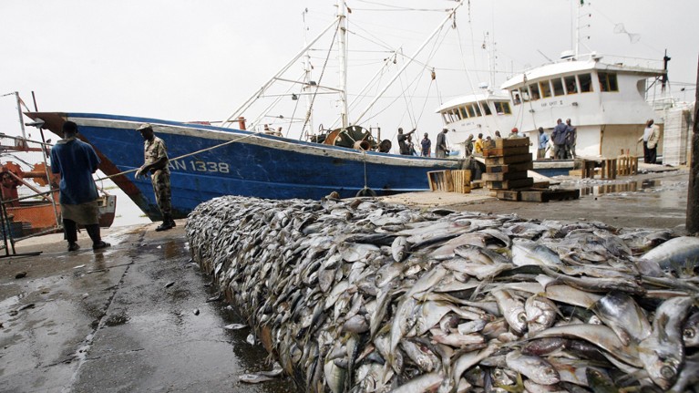 Many of the fish caught around the world are obtained by trawling the sea floor.