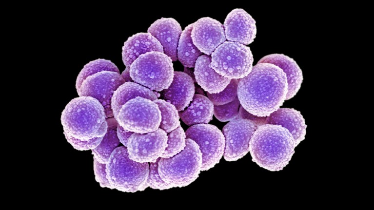 MRSA was observed shortly after the drug that gives it its name.
