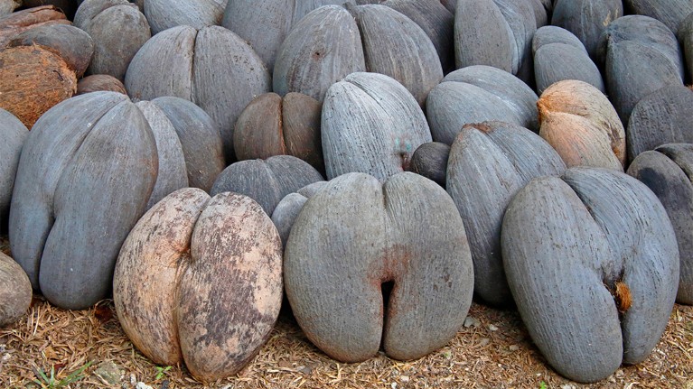 The coco de mer has the largest seeds of any plant on Earth.