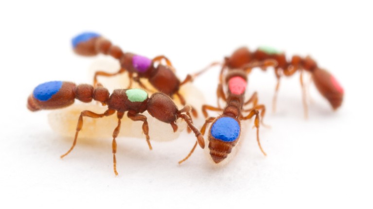 Many different animals have been modified with CRISPR; ants have now joined their ranks.