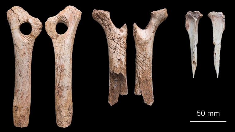 Careful incisions on remains such as these hare bones and reindeer antlers have now been found on human bone.