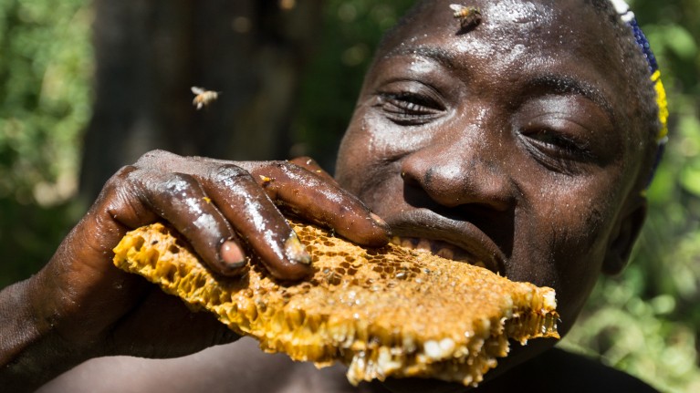 People of the Hadza group rely on foods such as honey when the weather turns wet.