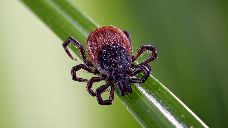 Ticks carrying Borrelia burgdorferi bacteria can spread Lyme disease to birds and beasts they bite, including unwary humans.