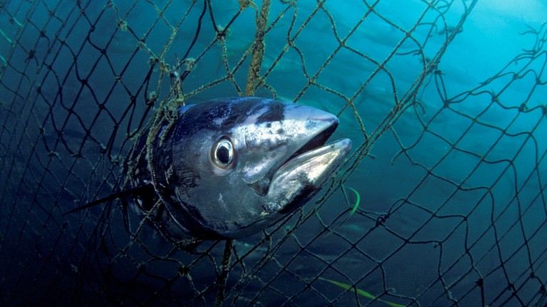 Fishing pressure is depleting the oceans of old fish.