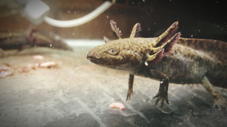 Axolotls have a remarkable ability to re-grow legs, making them useful models for limb regeneration.