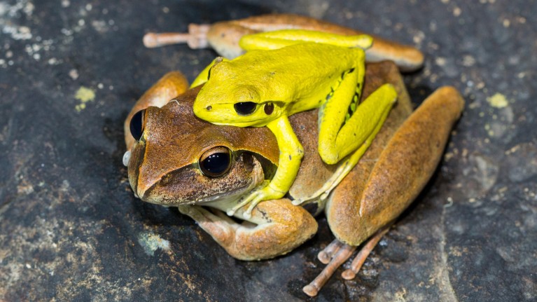Shifting colour is common in frogs, such as these Stony Creek frogs.