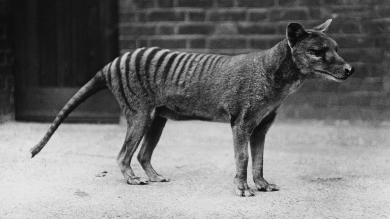 Despite claims of recent sightings in Tasmania, most researchers think the thylacine died out decades ago.