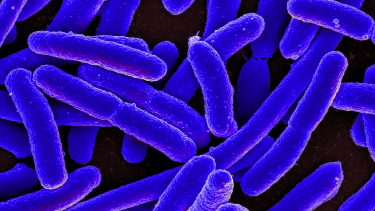 Researchers followed thousands of generations of E. coli as they evolved over decades.