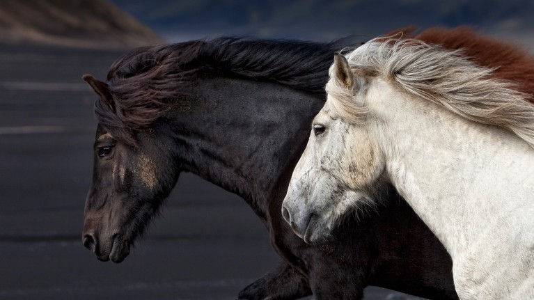 Wild, wild horses in Europe became darker before going extinct.