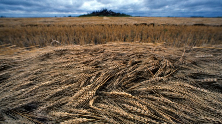 Geneticists can reap the rewards of the long and frustrating pursuit of the wheat genome.