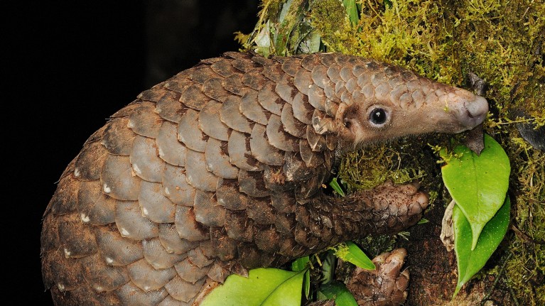 Sunda pangolins don’t fancy living on the edge — they like to be at least 200 metres deep into forest.