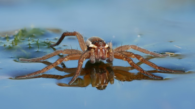 Designated best sailors, fishing spiders take advantage of breezes to scud along the surface of ponds.