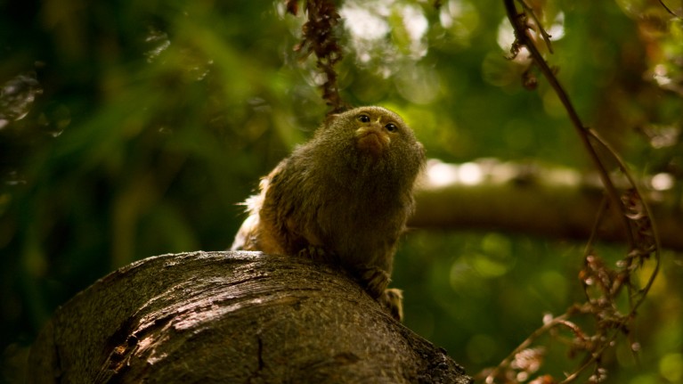 The ancestors of many modern primates, like this pygmy marmoset, were among the first mammals to abandon a nocturnal schedule.