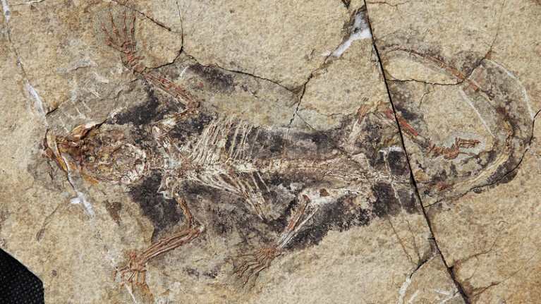 This fossil of a 160-million-year-old mammal includes the membranes that would have allowed the creature to glide.