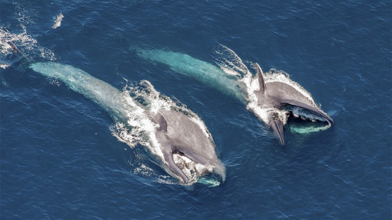 Two blue whales filter feeding at sea surface.
