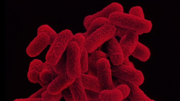 Escherichia coli bacterium.