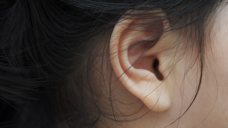 Ear lobes are regulated by multiple genes