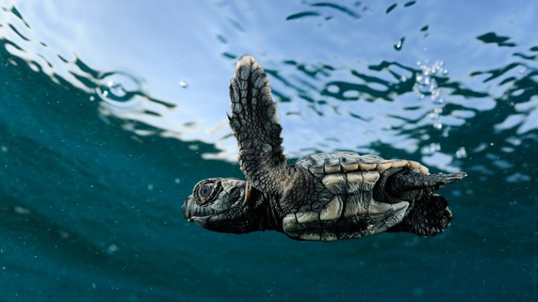 Loggerhead turtle hatchling swimming.