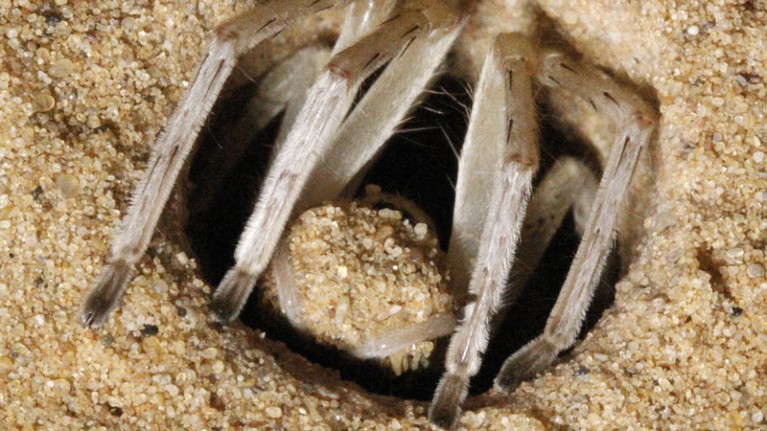Cebrennus rechenbergi spider