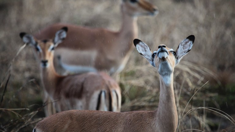 Female impala in Mozambique’s Gorongosa National Park, where civil war took a heavy toll on wildlife in the 1980s and 1990s.