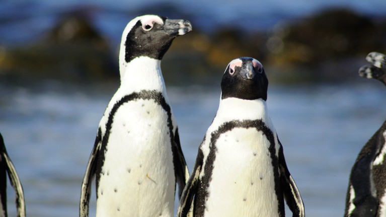 The colony of endangered African penguins on South Africa’s Robben Island shrank by almost three-quarters between 2008 and 2015.